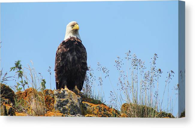 Eagle Canvas Print featuring the photograph Overseer by Holly Ross