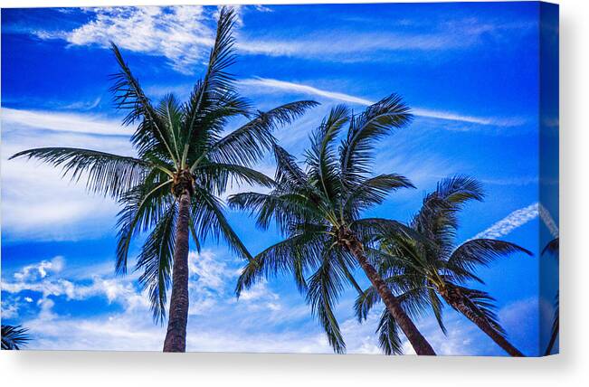 Trees Canvas Print featuring the photograph Palm Row Blues by Lawrence S Richardson Jr
