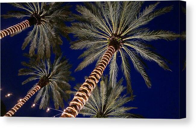 Palm Canvas Print featuring the photograph Palm Trees Wrapped In Lights by Lawrence S Richardson Jr