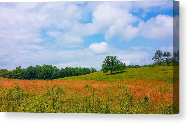 Lone Tree Canvas Print featuring the photograph Parkway Beauty by Denesia Christine Huttula
