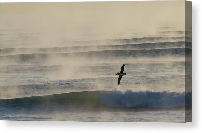 Pelican Canvas Print featuring the photograph Pelican in Sea Smoke by Paul Rebmann