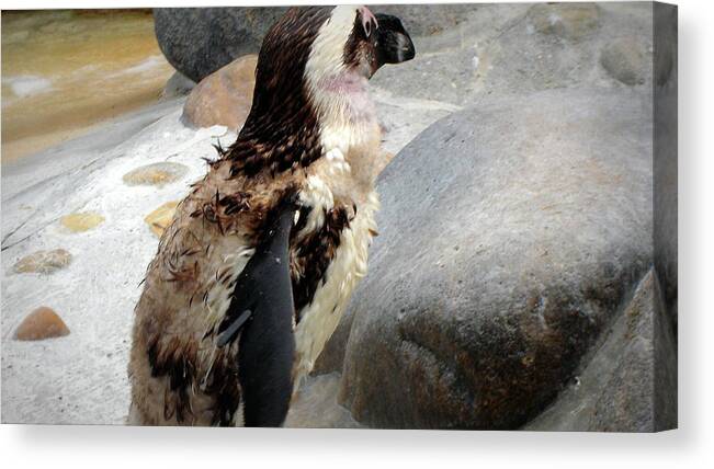 Penguin Canvas Print featuring the photograph Penguin by Mariel Mcmeeking