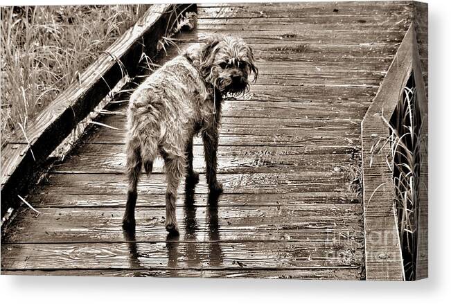 Dog Canvas Print featuring the photograph Pet Portrait - Puck by Laura Wong-Rose