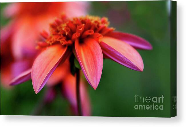 Flower Canvas Print featuring the photograph Petal Perfect by Sheila Ping