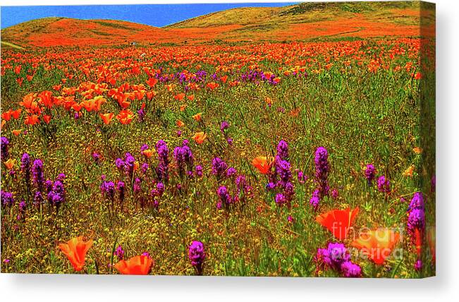 Wild Flowers Canvas Print featuring the photograph Poppies by Mark Jackson