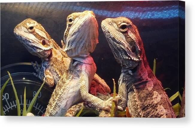 Reptiles Canvas Print featuring the photograph Posers at the Pet Store by Dani McEvoy