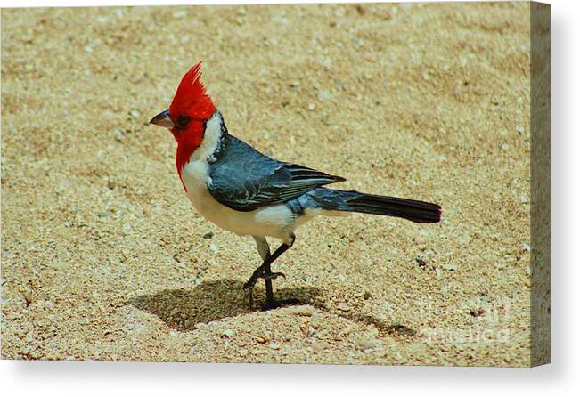 Red-crested Cardinal Canvas Print featuring the photograph Prancing Brazil Cardinal by Craig Wood