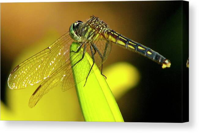 Dragonfly Canvas Print featuring the photograph Prayer Mount by Lonnie Tapia
