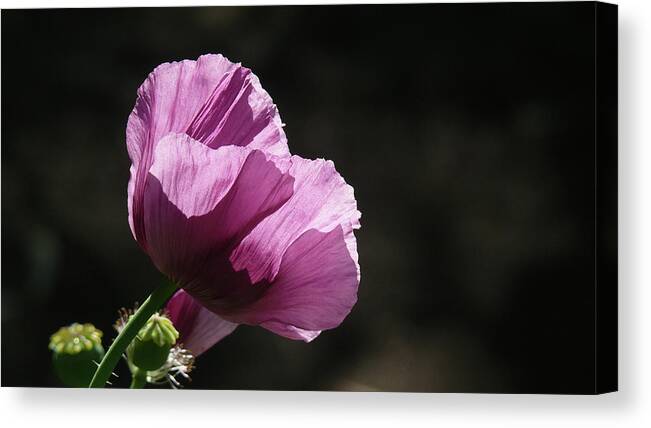 Purple Canvas Print featuring the photograph Purple Blessing by Evelyn Tambour
