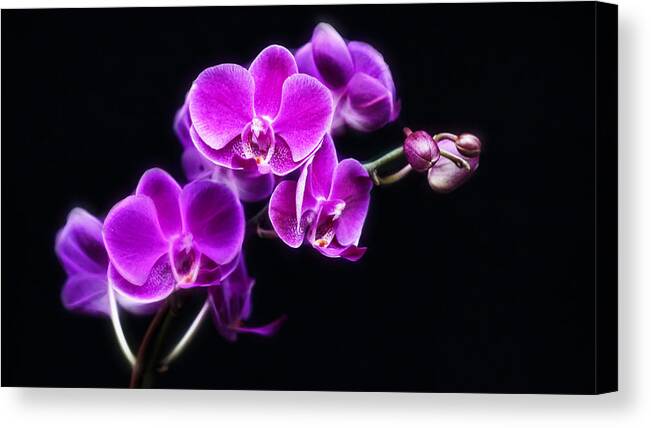 Flower Canvas Print featuring the photograph Purple Orchid by Cameron Wood