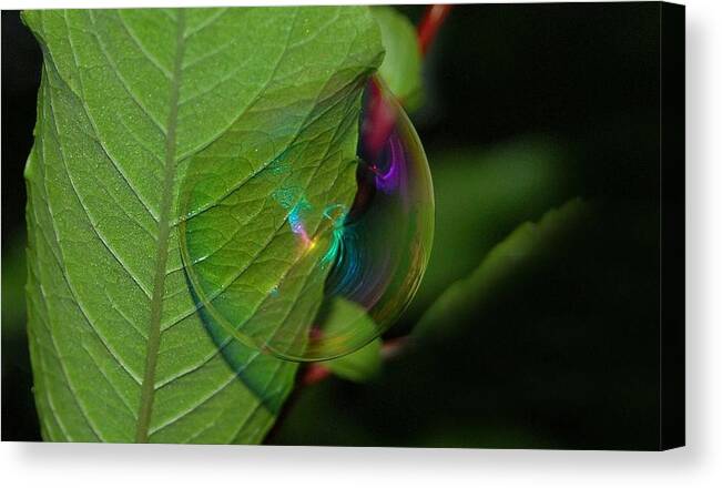 Bubble Canvas Print featuring the photograph Rainbow Bubble by Marilynne Bull