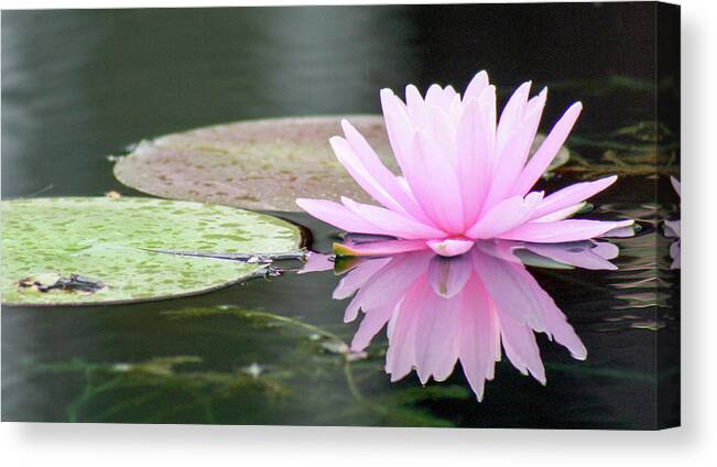 Water Lily Canvas Print featuring the photograph Reflected Water Lily by Mary Anne Delgado