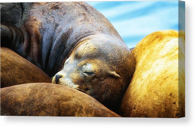 Seal Canvas Print featuring the photograph Resting by Camille Lopez