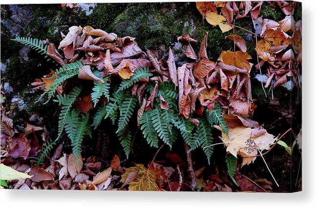 Fern Canvas Print featuring the photograph Resurrection Fern Along The Appalachian Trail by Daniel Reed