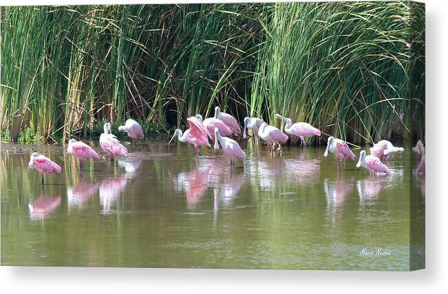 Roseate Spoonbill Canvas Print featuring the photograph Roseate Spoonbills by Maria Nesbit