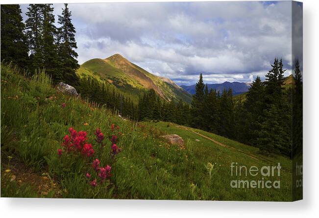 Rocky Mountains Canvas Print featuring the photograph Rosy Paintbrushes by Barbara Schultheis