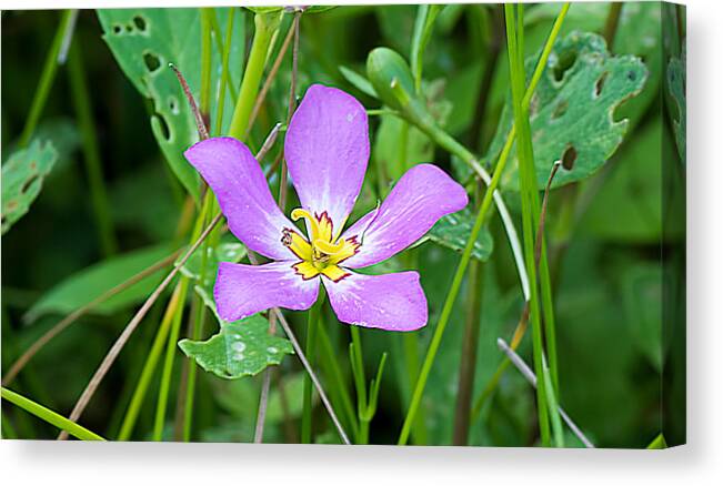Nature Canvas Print featuring the photograph Sabatia by Kenneth Albin