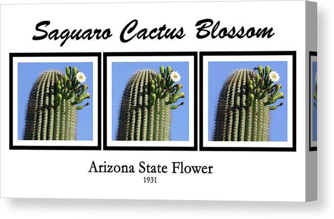 Cactus Canvas Print featuring the photograph Saguaro Cactus Blossom by Kare Dey