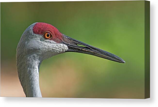 Sandhill Crane Canvas Print featuring the photograph Sandhill Crane by Jim Zablotny