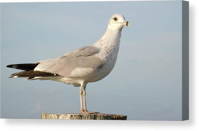 Seagull Canvas Print featuring the photograph Seagull by Vicki Lewis