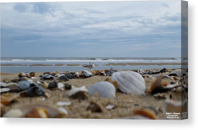 Seashells Canvas Print featuring the photograph Seashells Seagull Seashore by Robert Banach