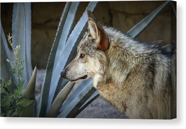 Wolf Canvas Print featuring the photograph She Belongs To The Desert by Elaine Malott