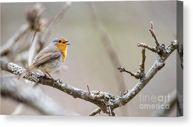 Singing Robin Canvas Print featuring the photograph Singing Robin by Torbjorn Swenelius