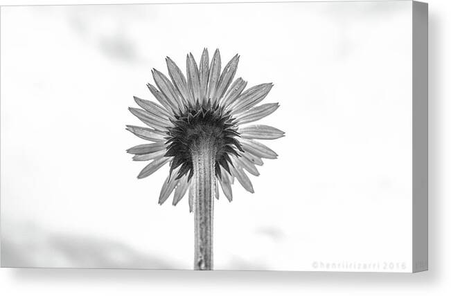 Single Canvas Print featuring the photograph Single Garden Flower by Henri Irizarri