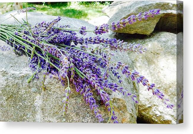 Lavender Canvas Print featuring the photograph Sitting lavender by Sue Morris