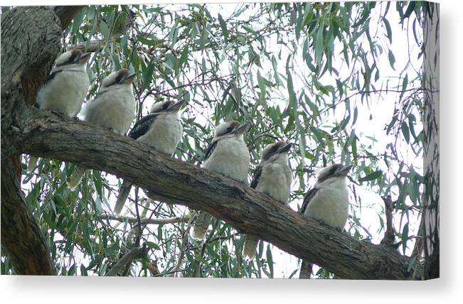 Kookaburra Canvas Print featuring the photograph Six In A Row by Evelyn Tambour