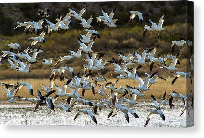 Snow Geese Canvas Print featuring the photograph Snow Geese Flock in Flight by Judi Dressler