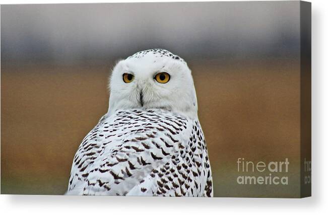 Snow Canvas Print featuring the photograph Snow Owl Strare by Erick Schmidt