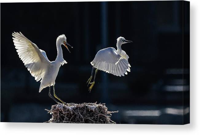 Snowy White Egret Canvas Print featuring the photograph Snowy White Egrets 4 by Rick Mosher