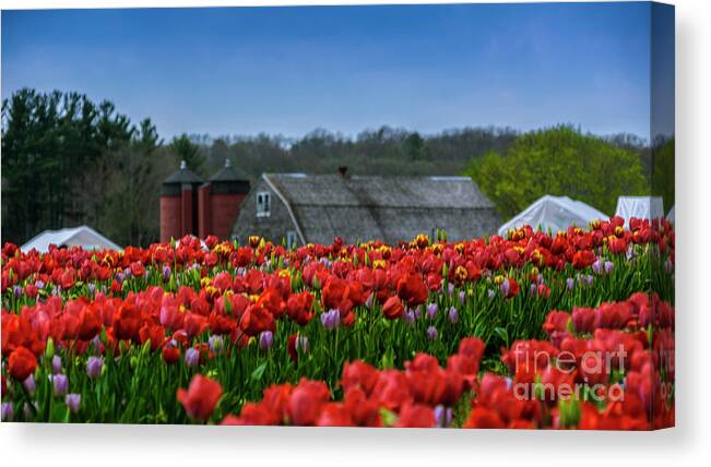 Flowers Canvas Print featuring the photograph Spring in Rhode Island by New England Photography