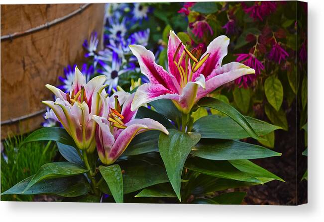 Oriental Lilies Canvas Print featuring the photograph Spring Show 15 Lily Trio by Janis Senungetuk
