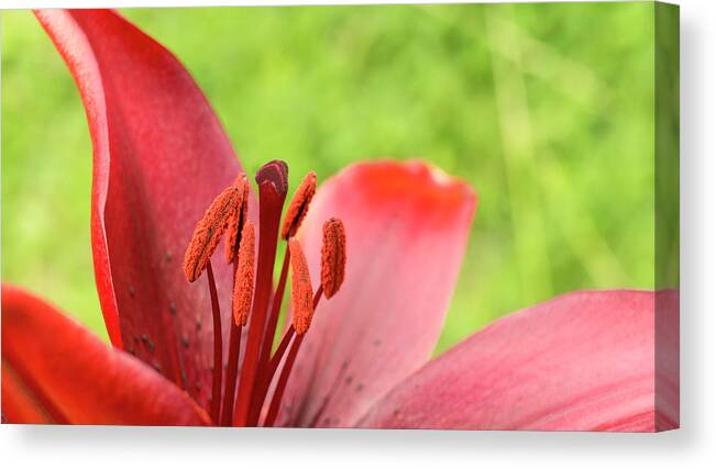 Red Canvas Print featuring the photograph Stamens and Anther. by Elena Perelman