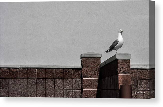 Seagulls Canvas Print featuring the photograph Standing Alone by Steven Milner