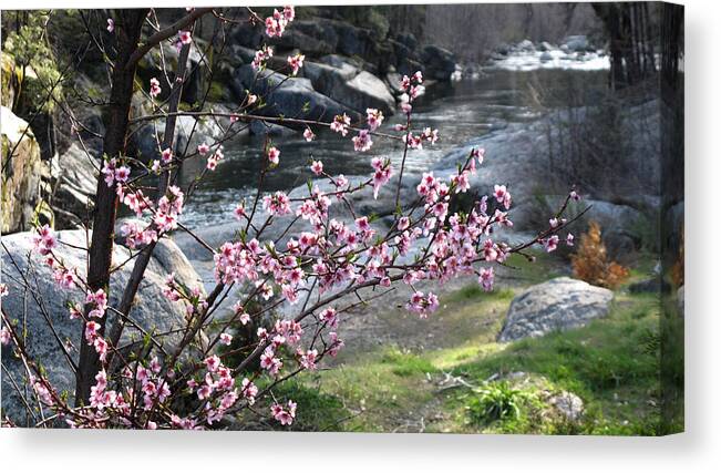 California Landscape Art Canvas Print featuring the photograph Stanislaus Spring by Larry Darnell