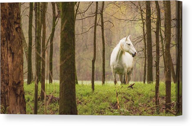 Missouri Wild Horses Canvas Print featuring the photograph Stepping into the Wild by Holly Ross