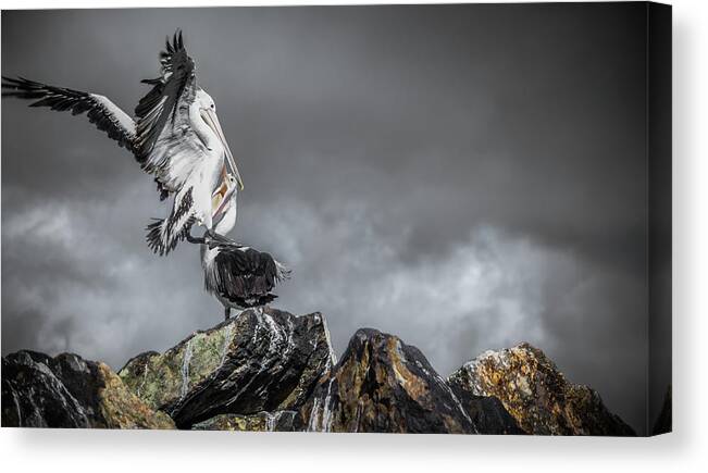 Pelican Canvas Print featuring the photograph Storm Birds by Racheal Christian