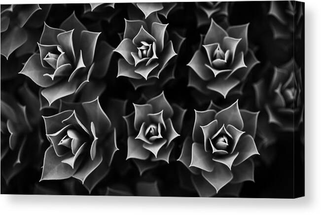 Succulent Canvas Print featuring the photograph Succulent by Marlo Horne