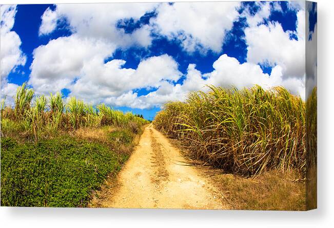 Barbados Canvas Print featuring the photograph Sugarcane Fields by Raul Rodriguez