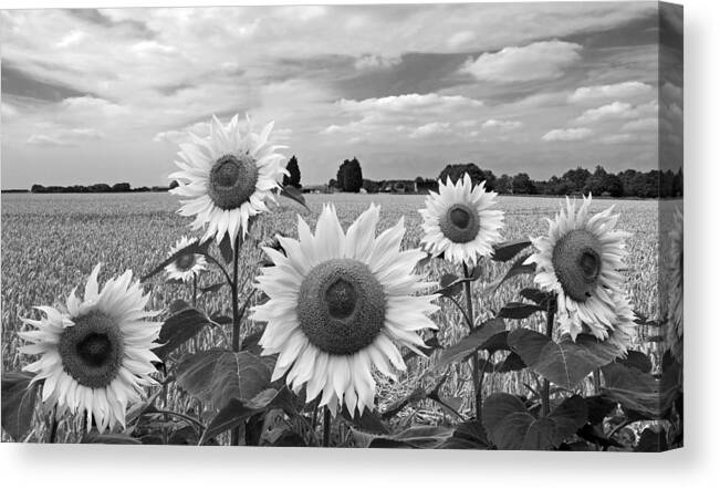 Black And White Sunflowers Canvas Print featuring the photograph Sumertime On The Farm In Black And White by Gill Billington