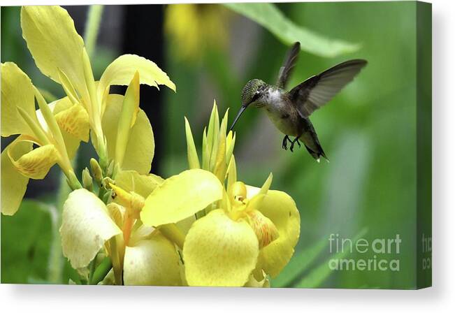Bird Canvas Print featuring the photograph Summer Time Treat by Charles Trinkle