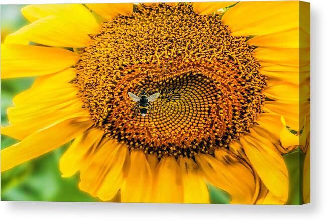 Sunflower Canvas Print featuring the photograph Sunflower Patch by Pat Cook
