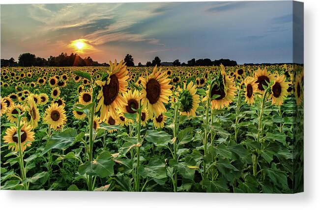 Sunset Canvas Print featuring the photograph Sunflower Sunset by Rod Best