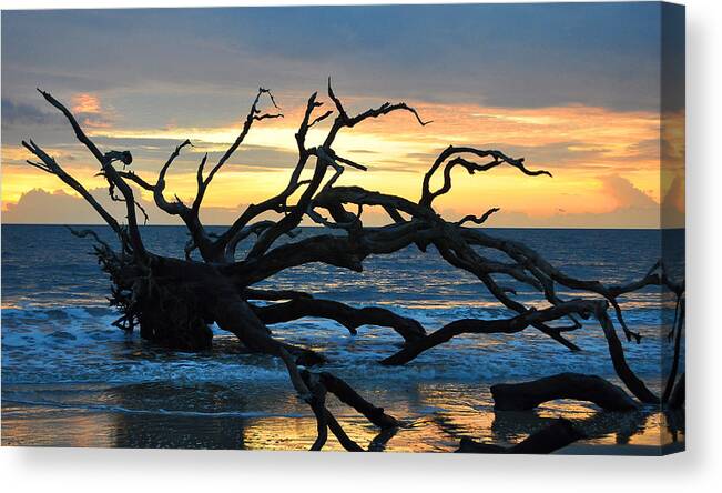 Sunrise Canvas Print featuring the photograph Sunrise at Driftwood Beach 1.1 by Bruce Gourley