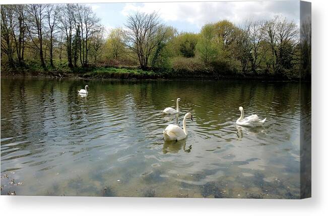 Photography Canvas Print featuring the photograph Swans by Agnes V