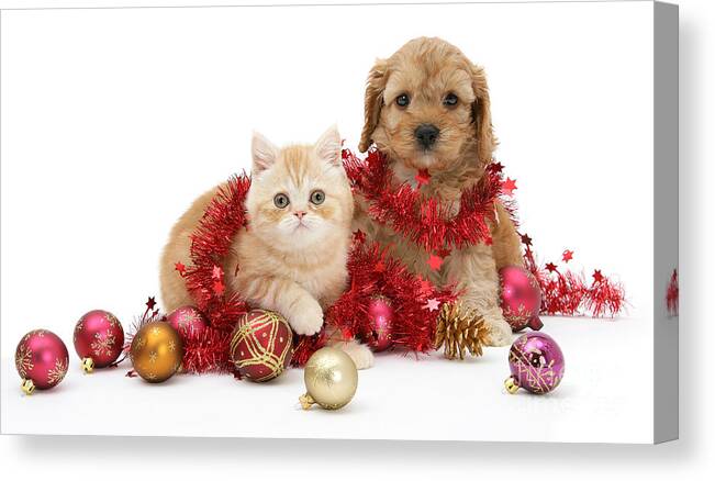Golden Cockapoo Canvas Print featuring the photograph The Christmas tree Destroyers by Warren Photographic
