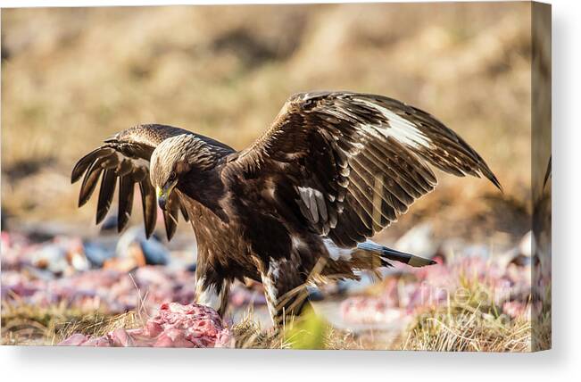 Golden Eagle Canvas Print featuring the photograph The Eagle have come down by Torbjorn Swenelius